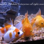 gold fish  katherines corner