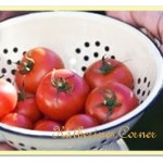 tomatoes