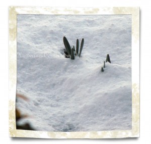 spring snow 2
