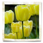 spring tulips