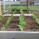 peas