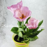 pink tulips
