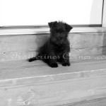 izzy bw