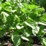 basil