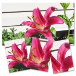 fucia lily collage
