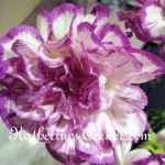 purple carnation