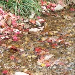 autumn stream katherines corner