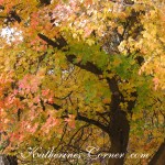 autumn trees 1 katherines corner
