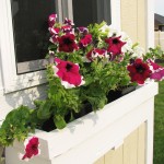 window box katherines corner
