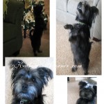 puppy dancing katherines corner