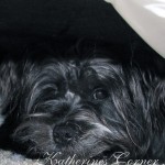 puppy hide out katherines corner