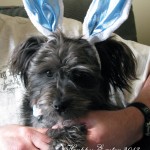 Easter puppy Katherines Corner