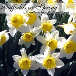 daffodils in spring katherines corner