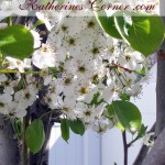 pear tree 2 katherines corner