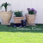 schapso dog Izzy 1 katherines corner