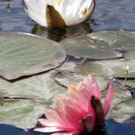 water lilies katherines corner