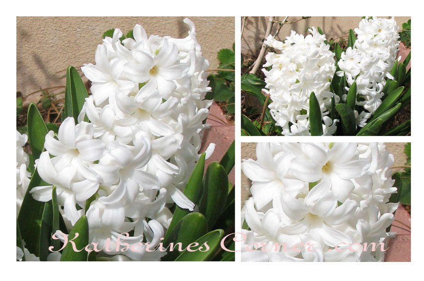 Wordless Wednesday Hyacinth