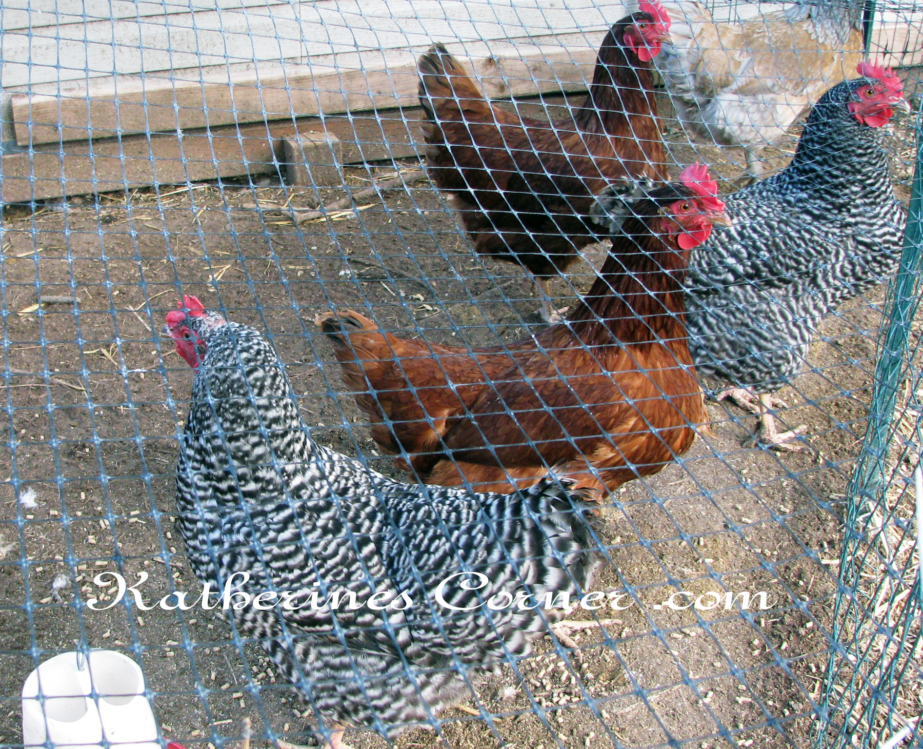 Wordless Wednesday Chicken Or The Egg