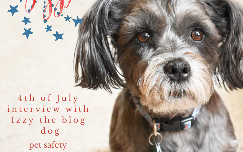 schapso adult dog Izzy