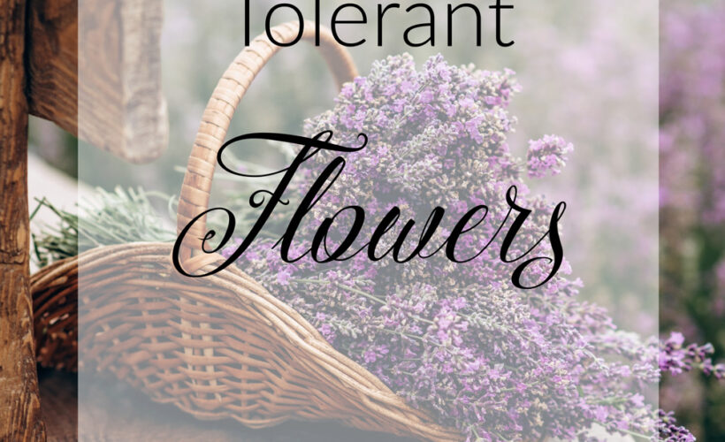 drought tolerant flowers