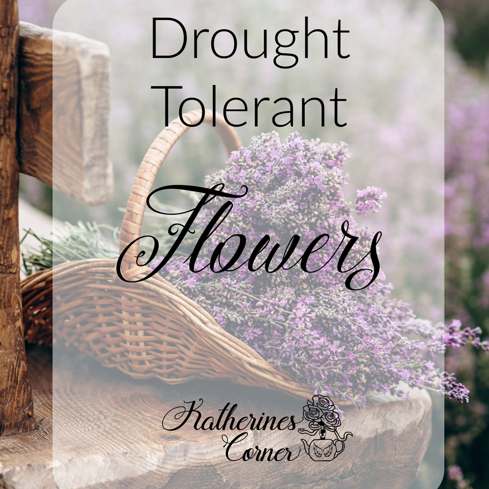 Drought Tolerant Flowers