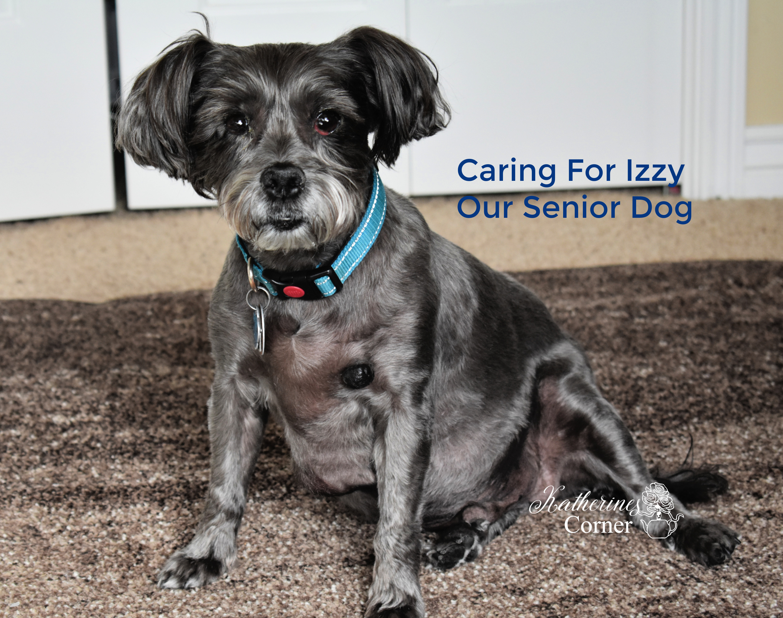 Caring For Izzy Our Senior Dog